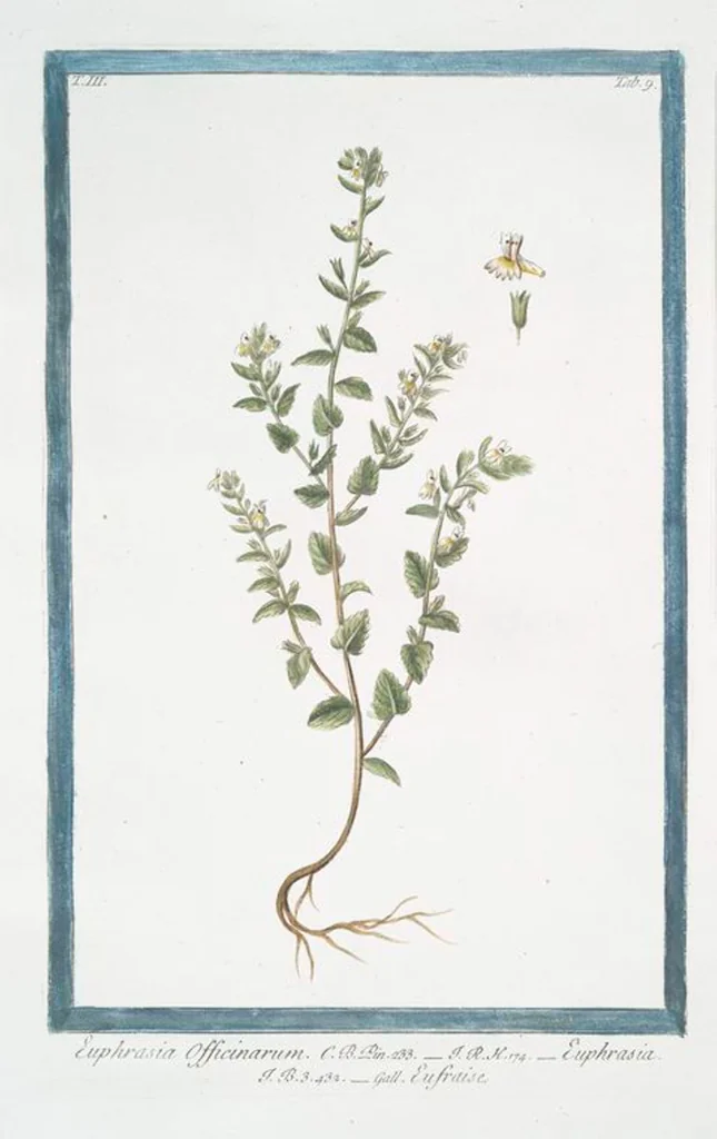 An illustration from Hortus Romanus plantaru, 1772, leaf 216