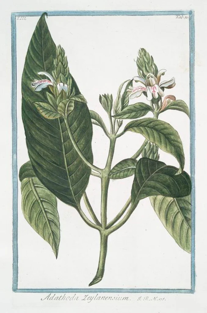 An illustration from Hortus Romanus plantaru, 1772, leaf 217