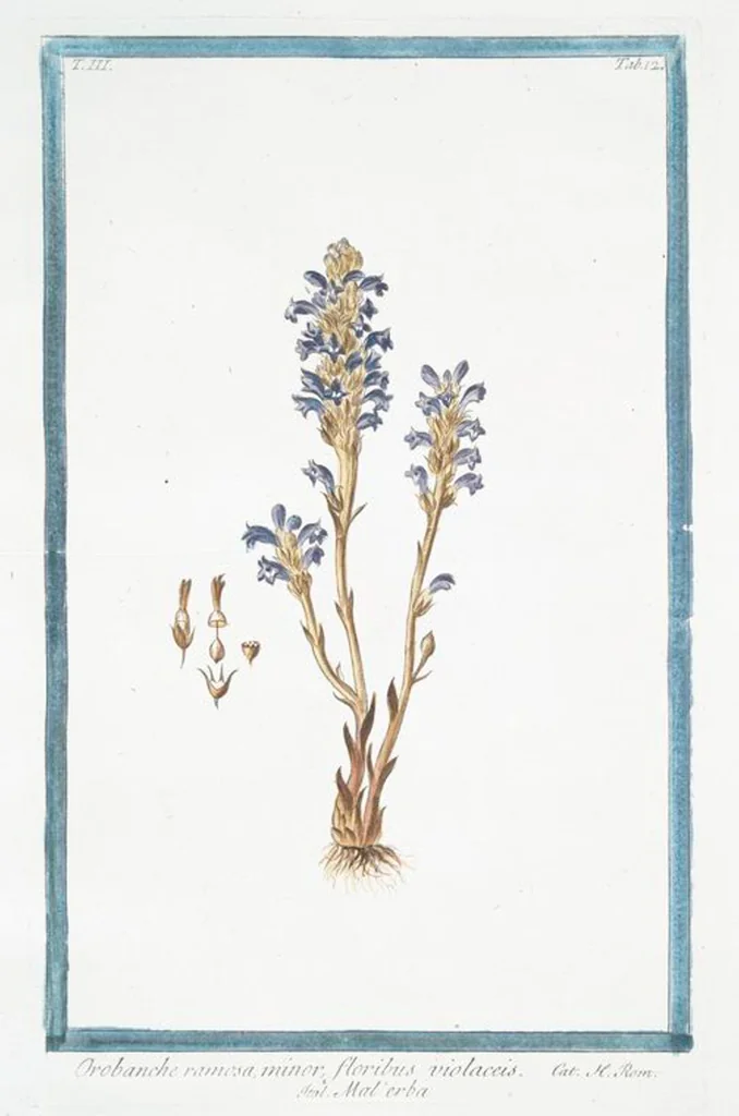 An illustration from Hortus Romanus plantaru, 1772, leaf 219