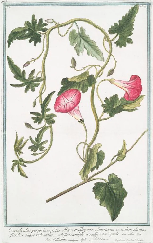 An illustration from Hortus Romanus plantaru, 1772, leaf 22