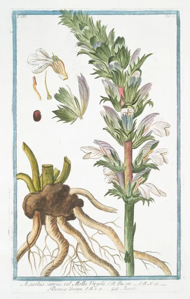 An illustration from Hortus Romanus plantaru, 1772, leaf 220