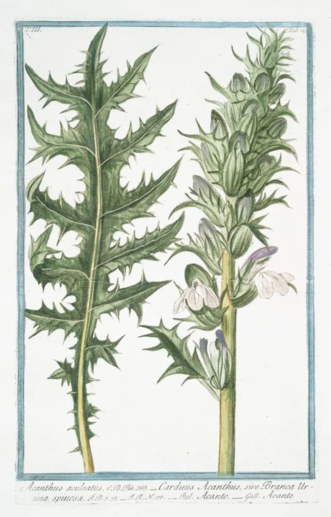 An illustration from Hortus Romanus plantaru, 1772, leaf 221