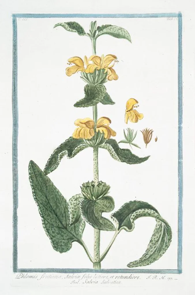 An illustration from Hortus Romanus plantaru, 1772, leaf 222