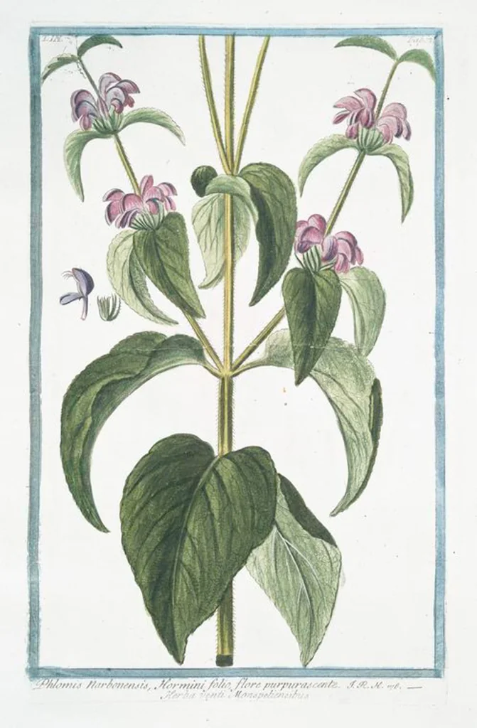 An illustration from Hortus Romanus plantaru, 1772, leaf 224