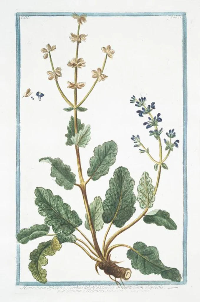 An illustration from Hortus Romanus plantaru, 1772, leaf 225