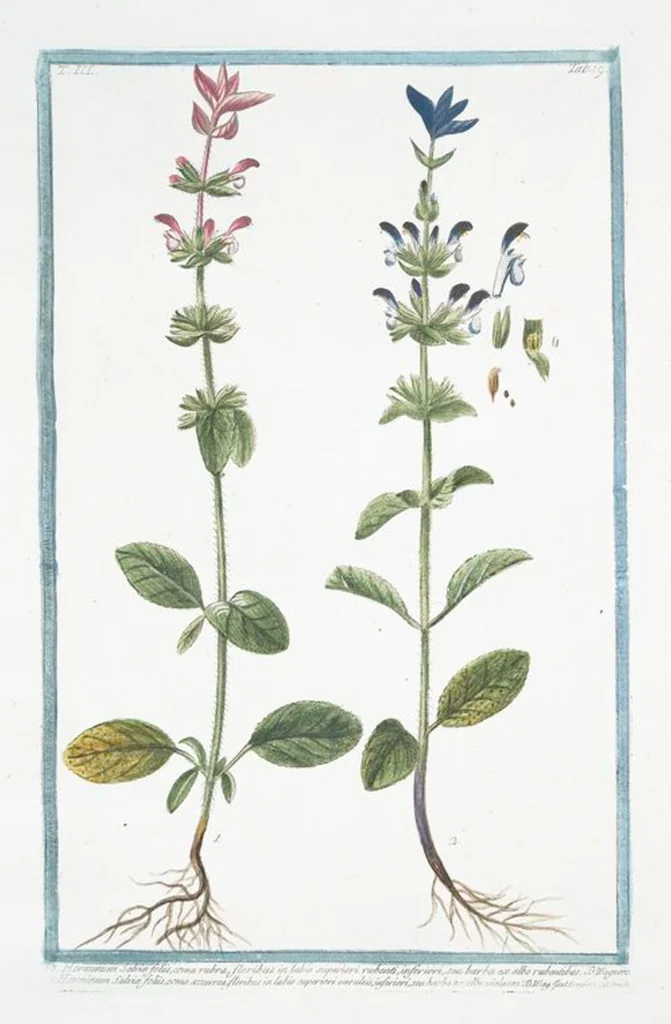 An illustration from Hortus Romanus plantaru, 1772, leaf 226
