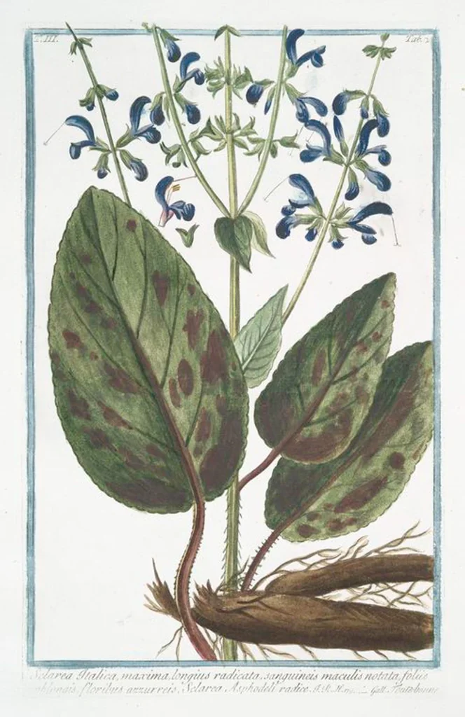 An illustration from Hortus Romanus plantaru, 1772, leaf 227