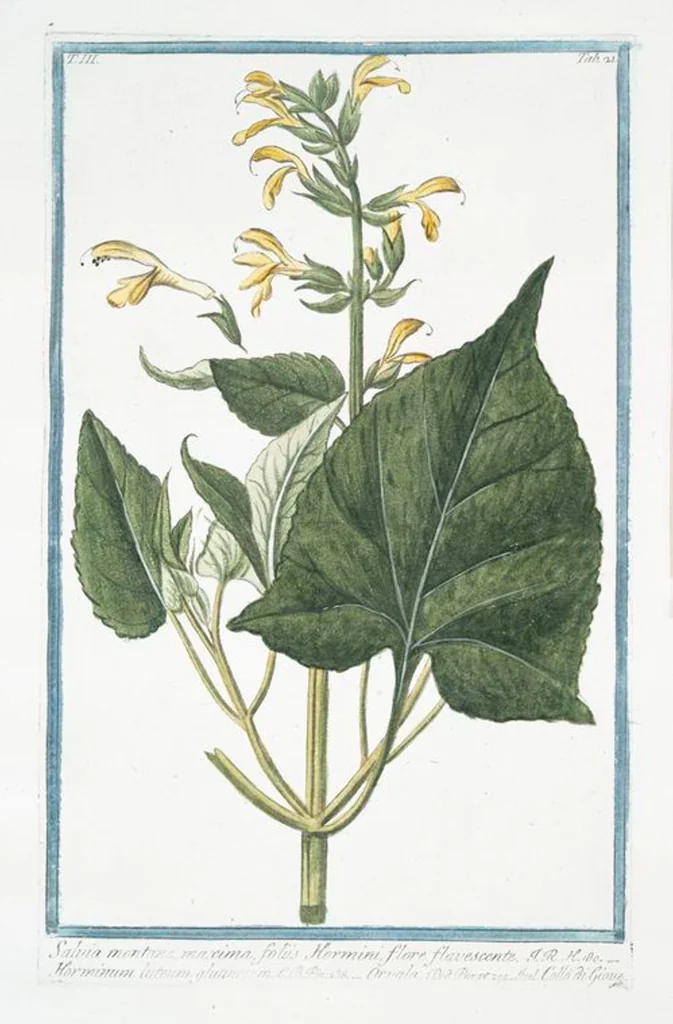 An illustration from Hortus Romanus plantaru, 1772, leaf 228