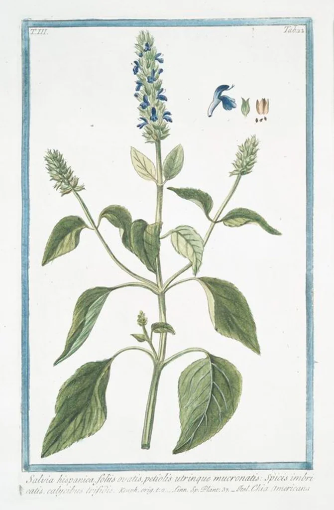 An illustration from Hortus Romanus plantaru, 1772, leaf 229