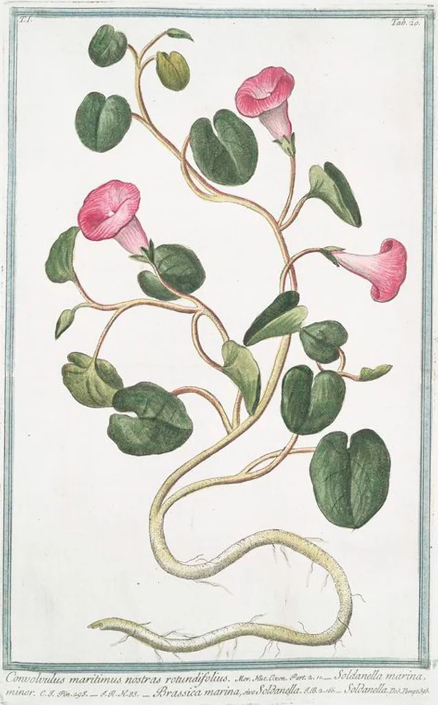 An illustration from Hortus Romanus plantaru, 1772, leaf 23