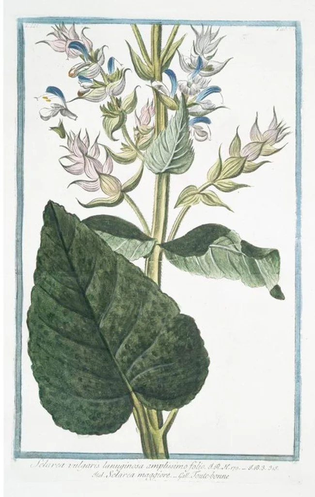 An illustration from Hortus Romanus plantaru, 1772, leaf 230