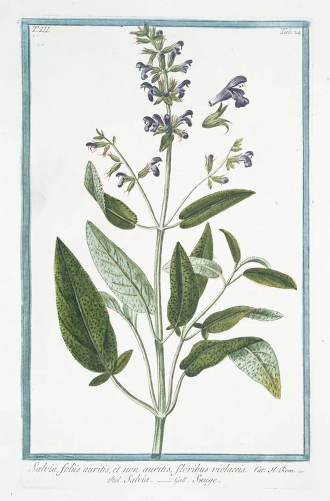 An illustration from Hortus Romanus plantaru, 1772, leaf 231