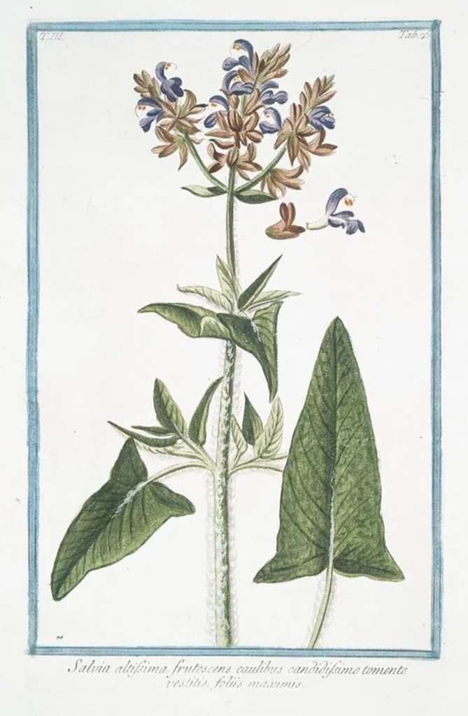 An illustration from Hortus Romanus plantaru, 1772, leaf 232