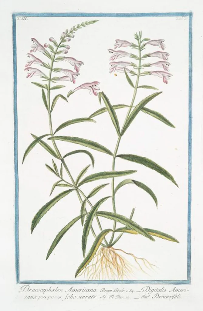 An illustration from Hortus Romanus plantaru, 1772, leaf 233