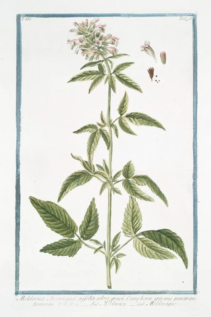 An illustration from Hortus Romanus plantaru, 1772, leaf 234