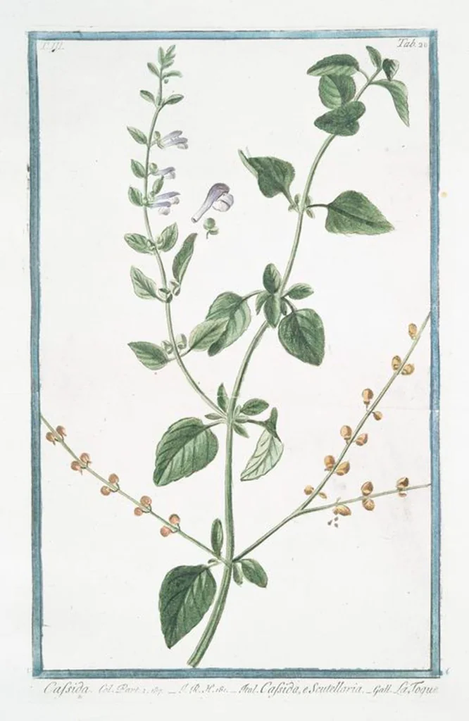 An illustration from Hortus Romanus plantaru, 1772, leaf 235