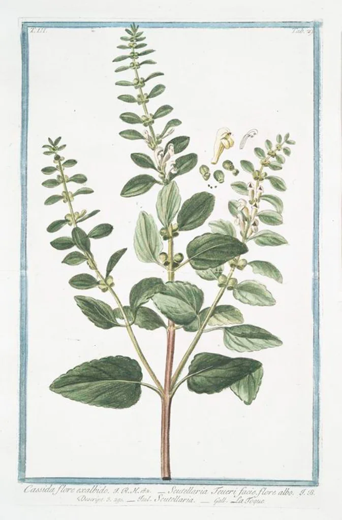 An illustration from Hortus Romanus plantaru, 1772, leaf 236