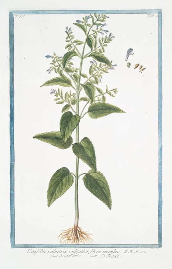 An illustration from Hortus Romanus plantaru, 1772, leaf 237
