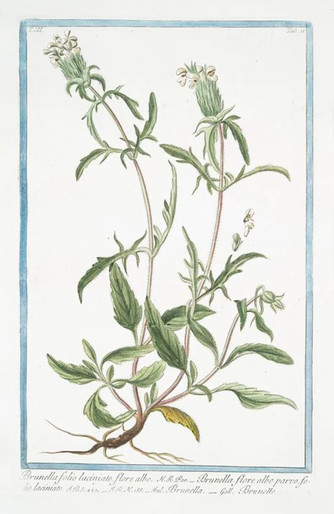 An illustration from Hortus Romanus plantaru, 1772, leaf 238