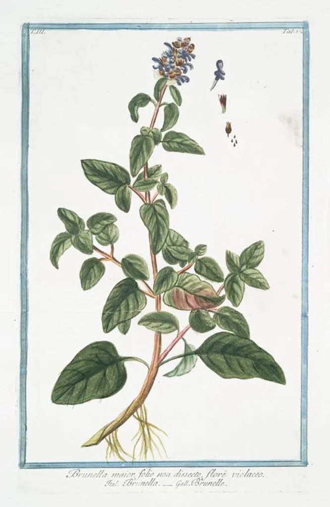An illustration from Hortus Romanus plantaru, 1772, leaf 239