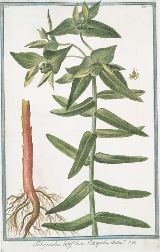 An illustration from Hortus Romanus plantaru, 1772, leaf 24