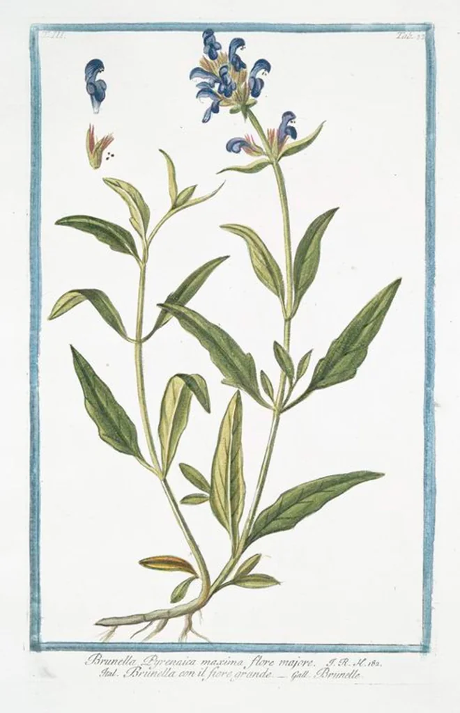 An illustration from Hortus Romanus plantaru, 1772, leaf 240