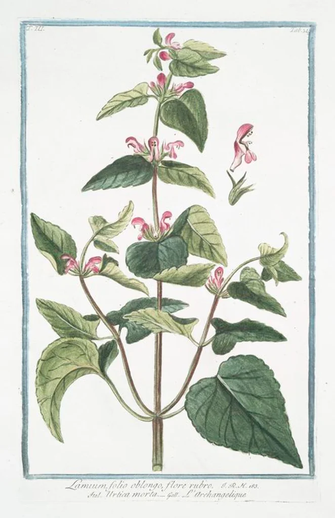An illustration from Hortus Romanus plantaru, 1772, leaf 241