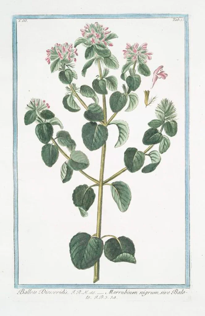 An illustration from Hortus Romanus plantaru, 1772, leaf 242