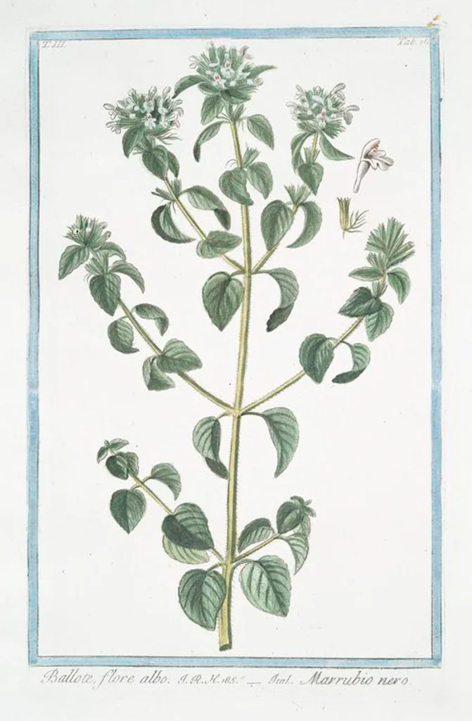 An illustration from Hortus Romanus plantaru, 1772, leaf 243