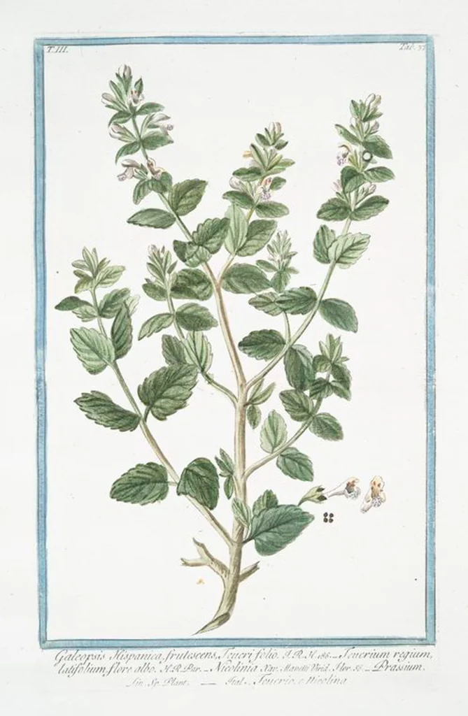 An illustration from Hortus Romanus plantaru, 1772, leaf 244