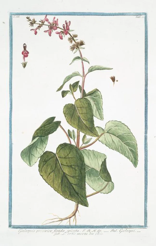 An illustration from Hortus Romanus plantaru, 1772, leaf 245