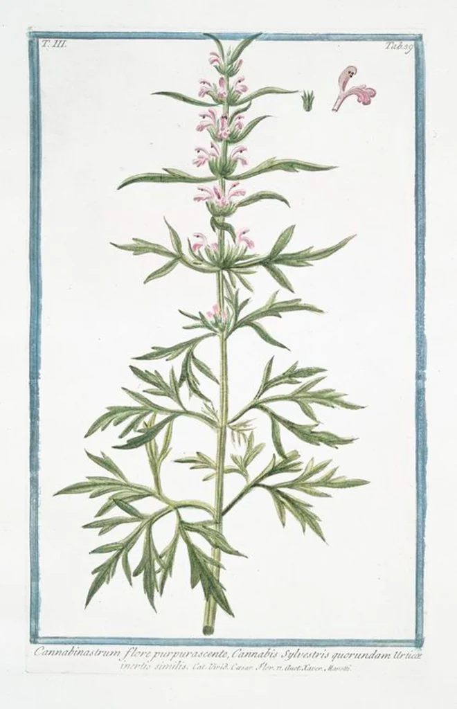 An illustration from Hortus Romanus plantaru, 1772, leaf 246