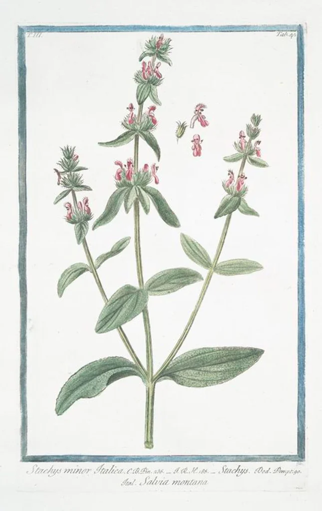 An illustration from Hortus Romanus plantaru, 1772, leaf 247