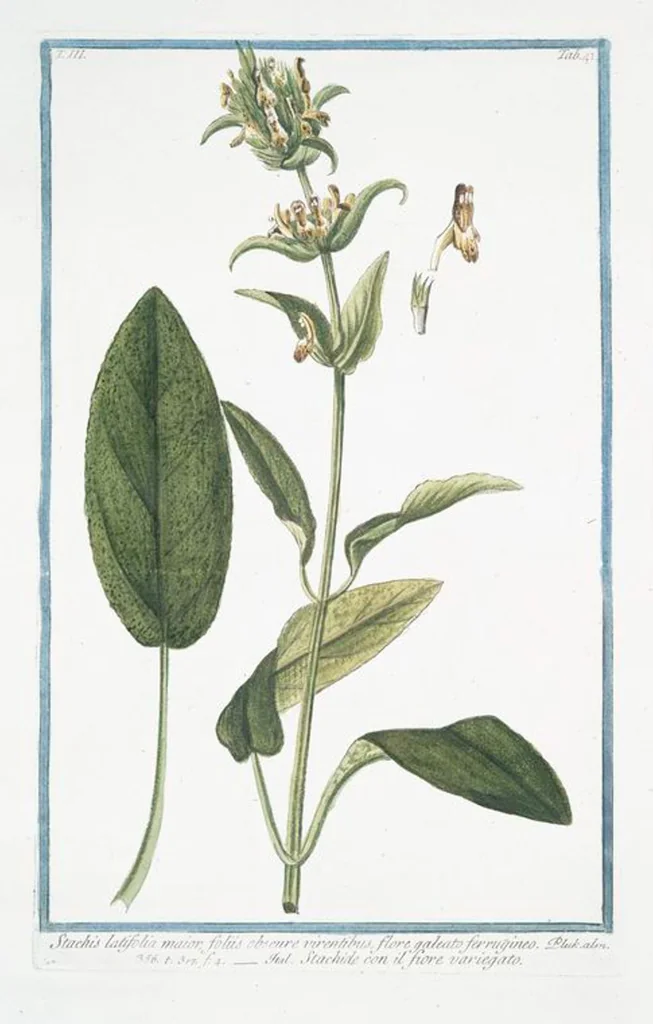 An illustration from Hortus Romanus plantaru, 1772, leaf 248