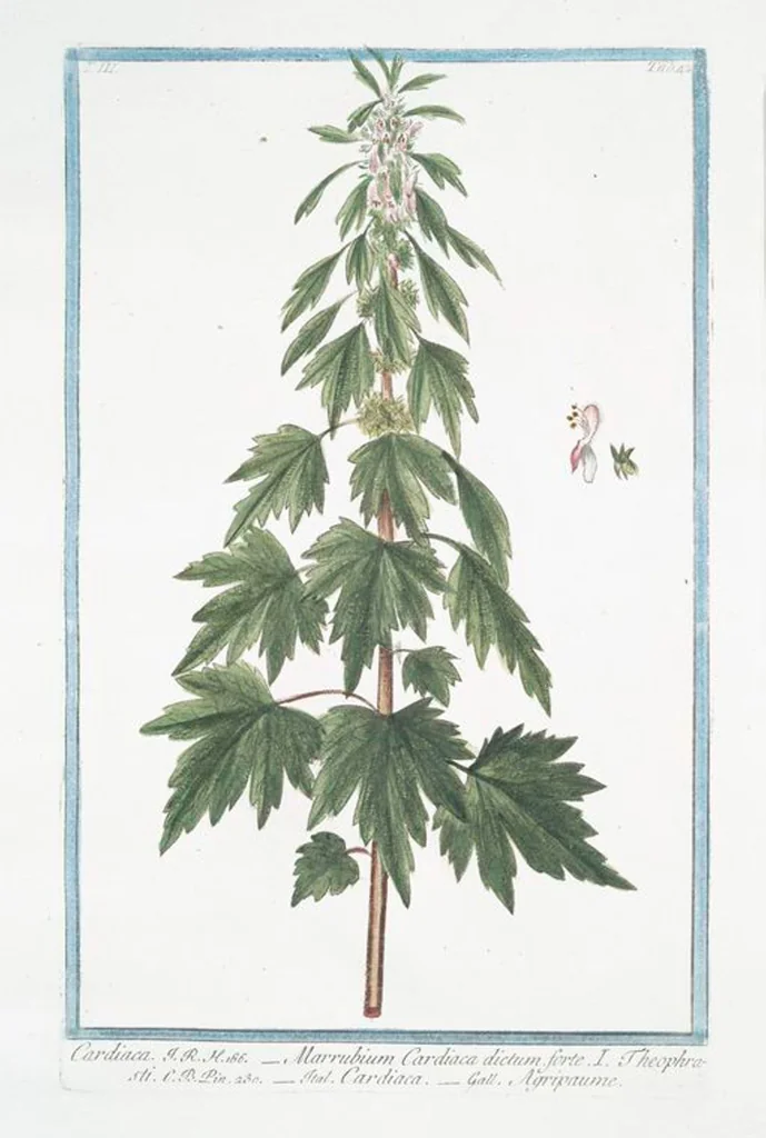 An illustration from Hortus Romanus plantaru, 1772, leaf 249
