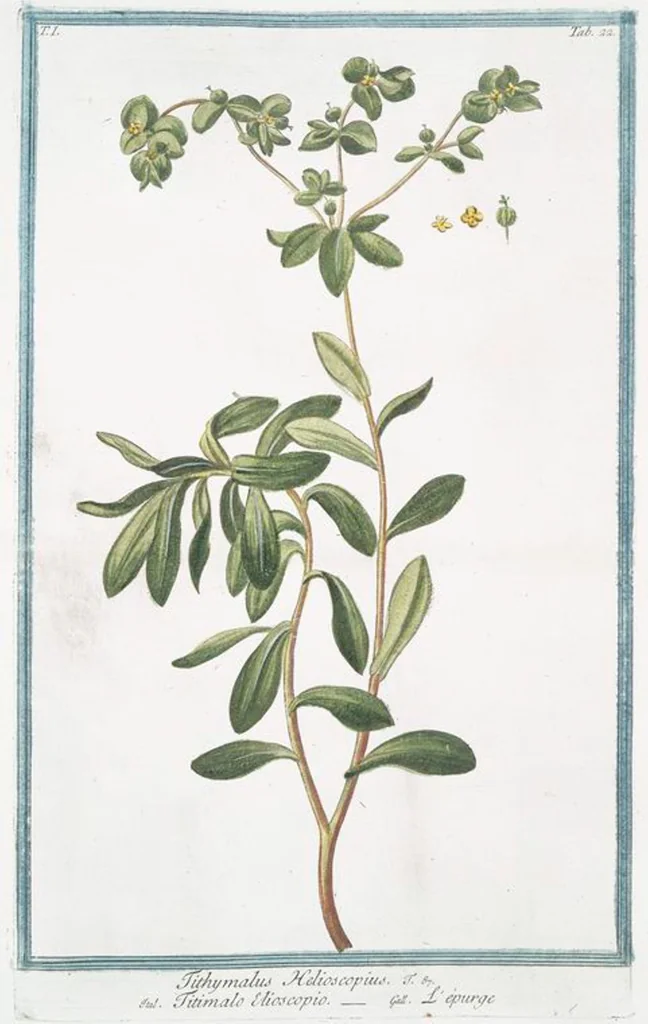 An illustration from Hortus Romanus plantaru, 1772, leaf 25