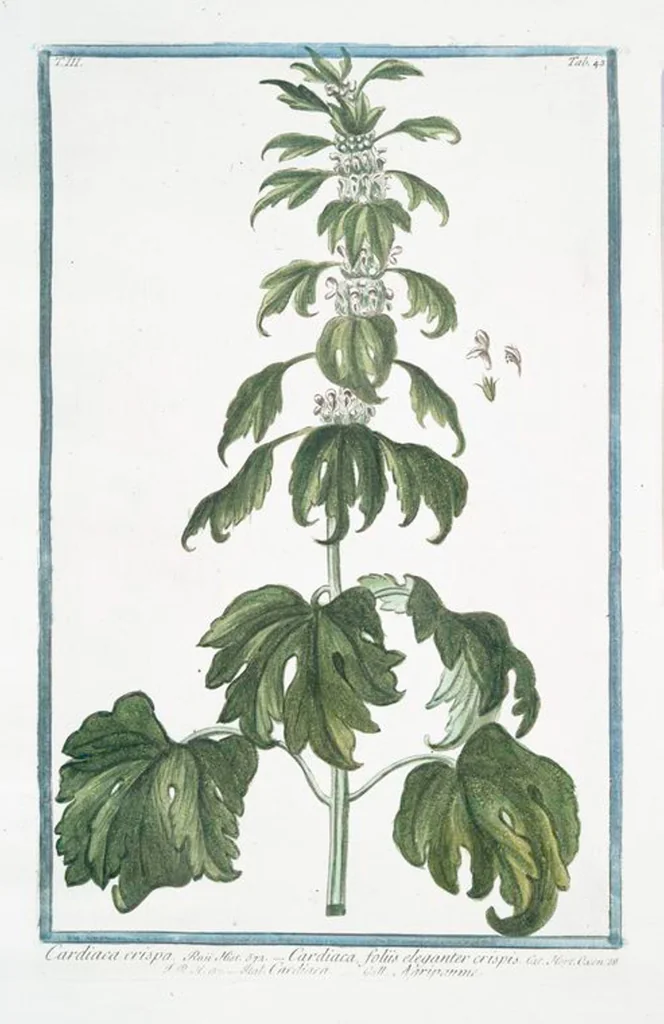 An illustration from Hortus Romanus plantaru, 1772, leaf 250