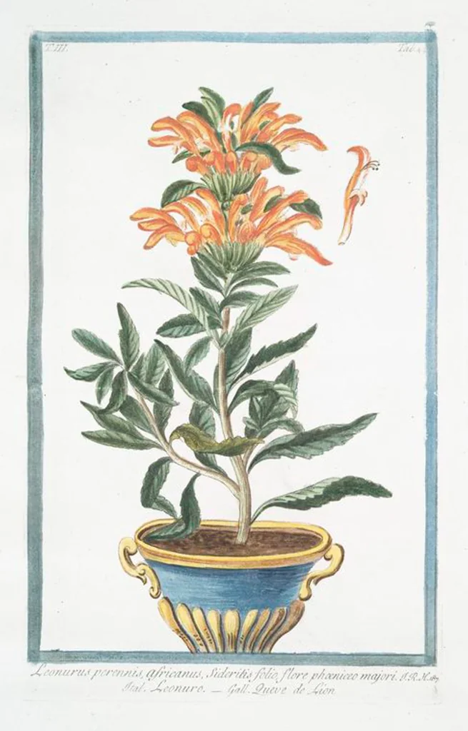 An illustration from Hortus Romanus plantaru, 1772, leaf 251