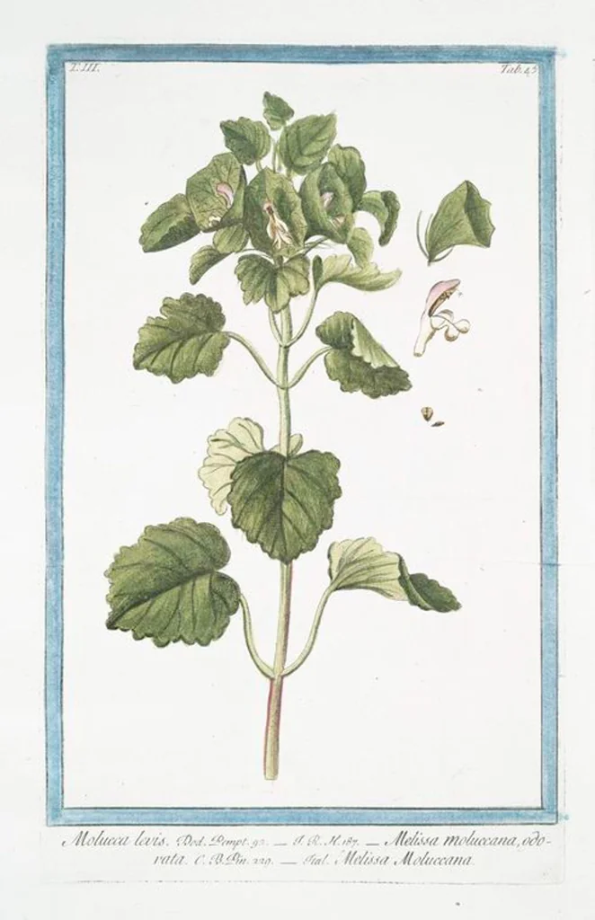 An illustration from Hortus Romanus plantaru, 1772, leaf 252