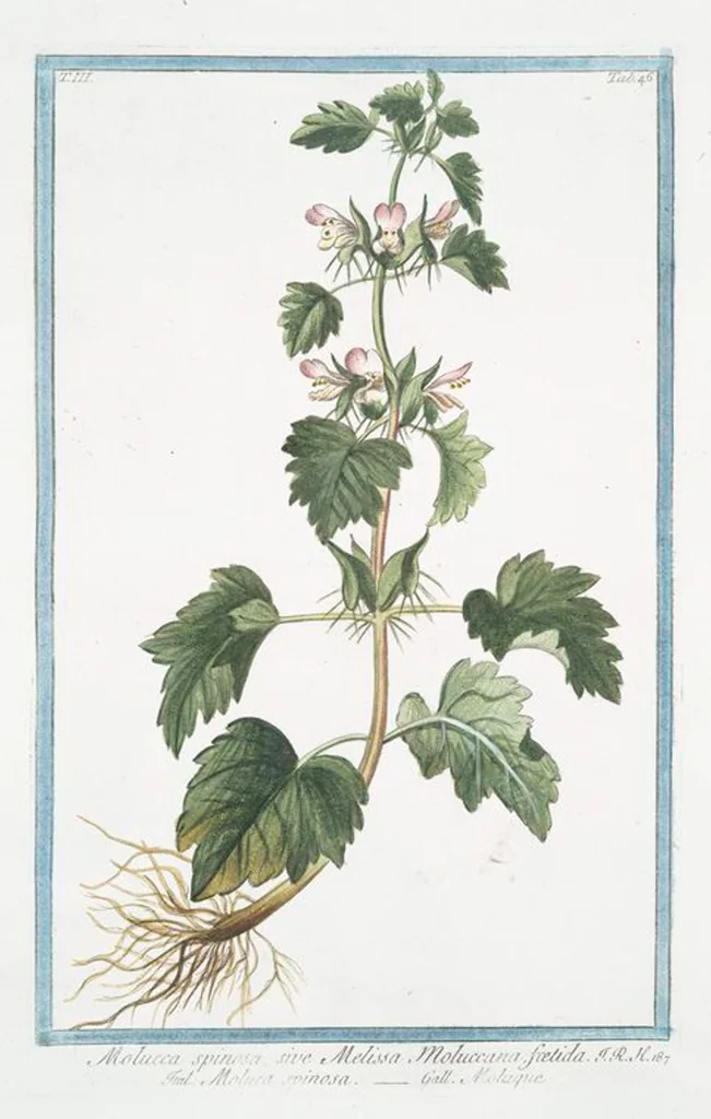 An illustration from Hortus Romanus plantaru, 1772, leaf 253