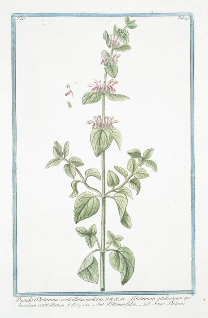 An illustration from Hortus Romanus plantaru, 1772, leaf 254