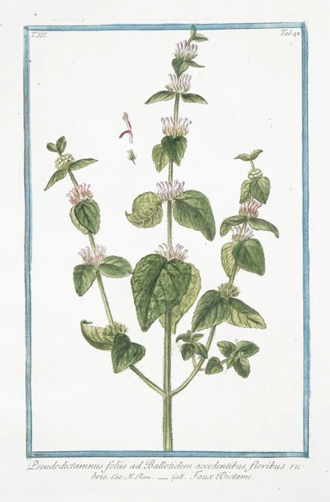 An illustration from Hortus Romanus plantaru, 1772, leaf 255