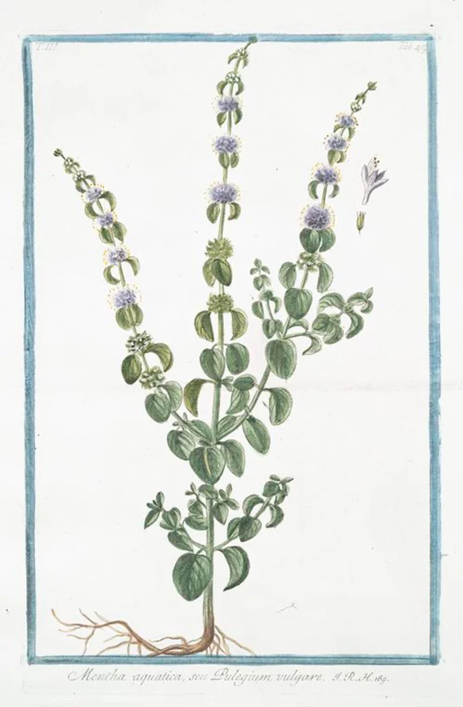 An illustration from Hortus Romanus plantaru, 1772, leaf 256