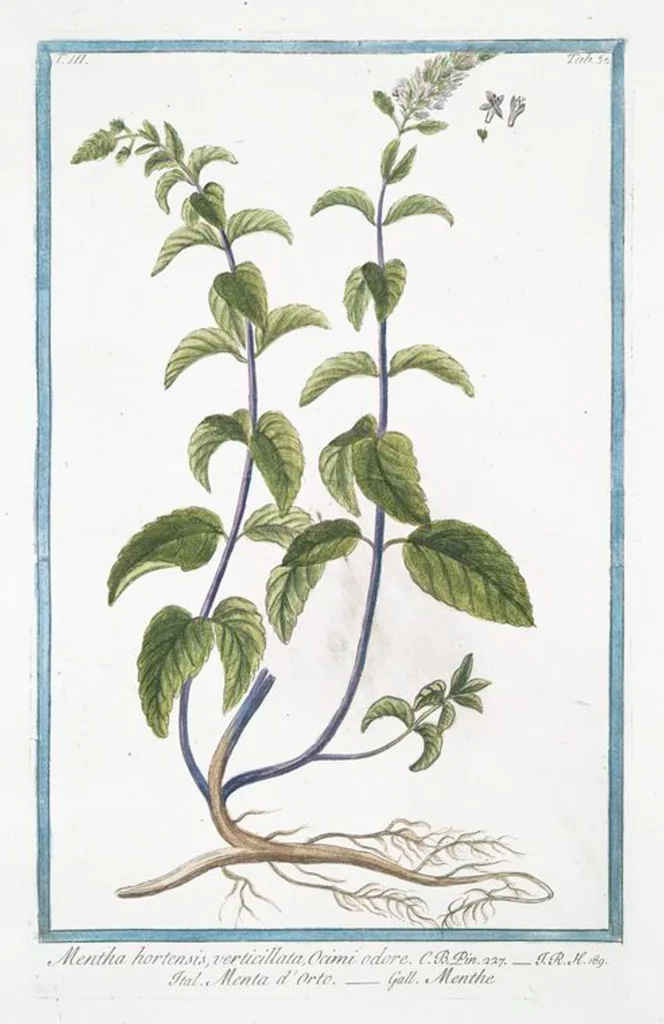 An illustration from Hortus Romanus plantaru, 1772, leaf 257