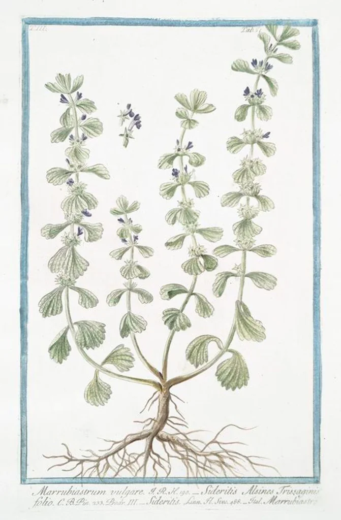 An illustration from Hortus Romanus plantaru, 1772, leaf 258