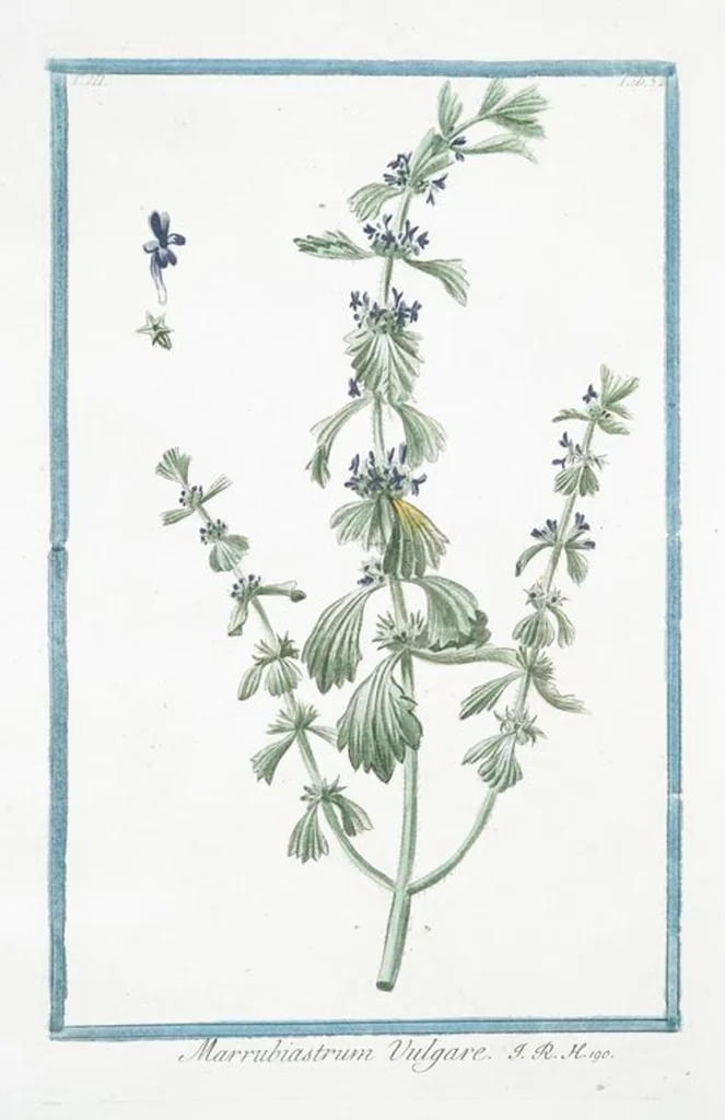 An illustration from Hortus Romanus plantaru, 1772, leaf 259