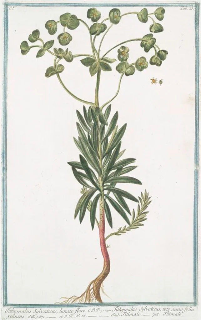An illustration from Hortus Romanus plantaru, 1772, leaf 26