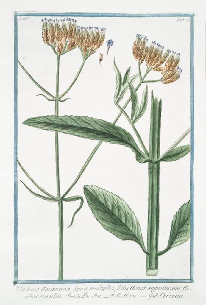 An illustration from Hortus Romanus plantaru, 1772, leaf 261