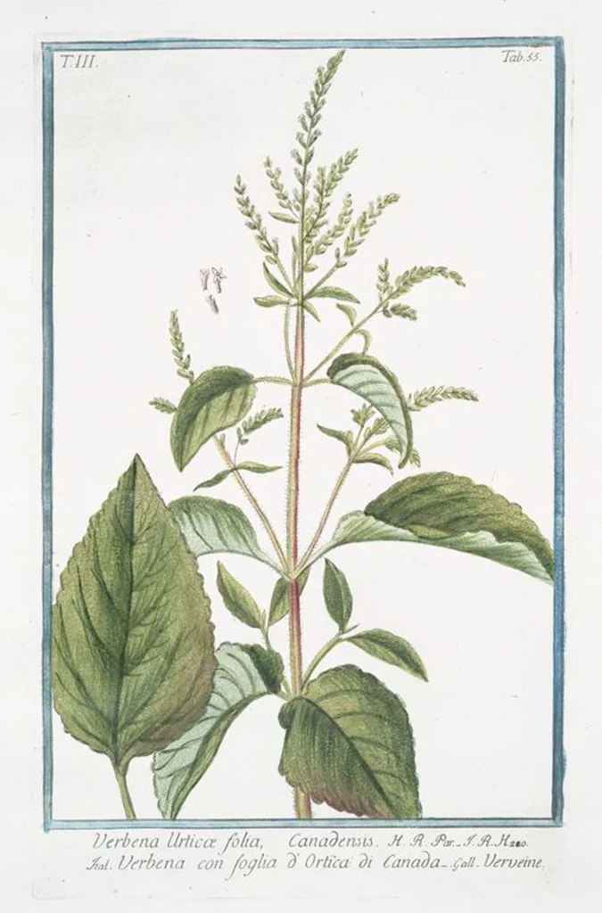 An illustration from Hortus Romanus plantaru, 1772, leaf 262