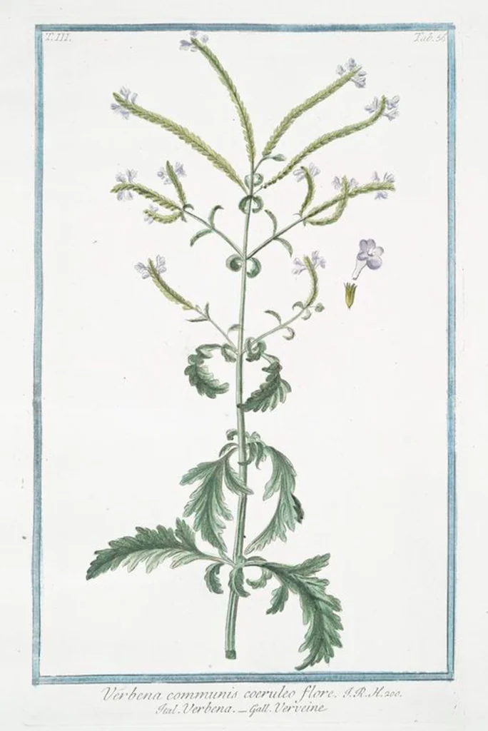 An illustration from Hortus Romanus plantaru, 1772, leaf 263